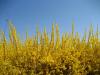 Forsythien