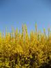 Forsythien