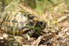 Freilaufende Schildkröte bei Cala Romantica