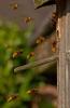 Fotocollage: Hornissen Schwarm im Vogelhaus