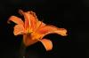 Orange farbene Taglilie (Blume)
