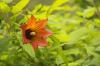Teneriffa - Kanarische Glockenblume (Canarina canariensis)