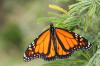 Neuseeland - Monarch (Schmetterling)